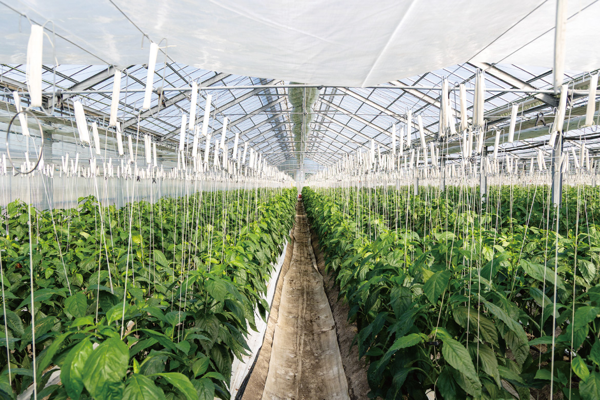 自社農園の様子01