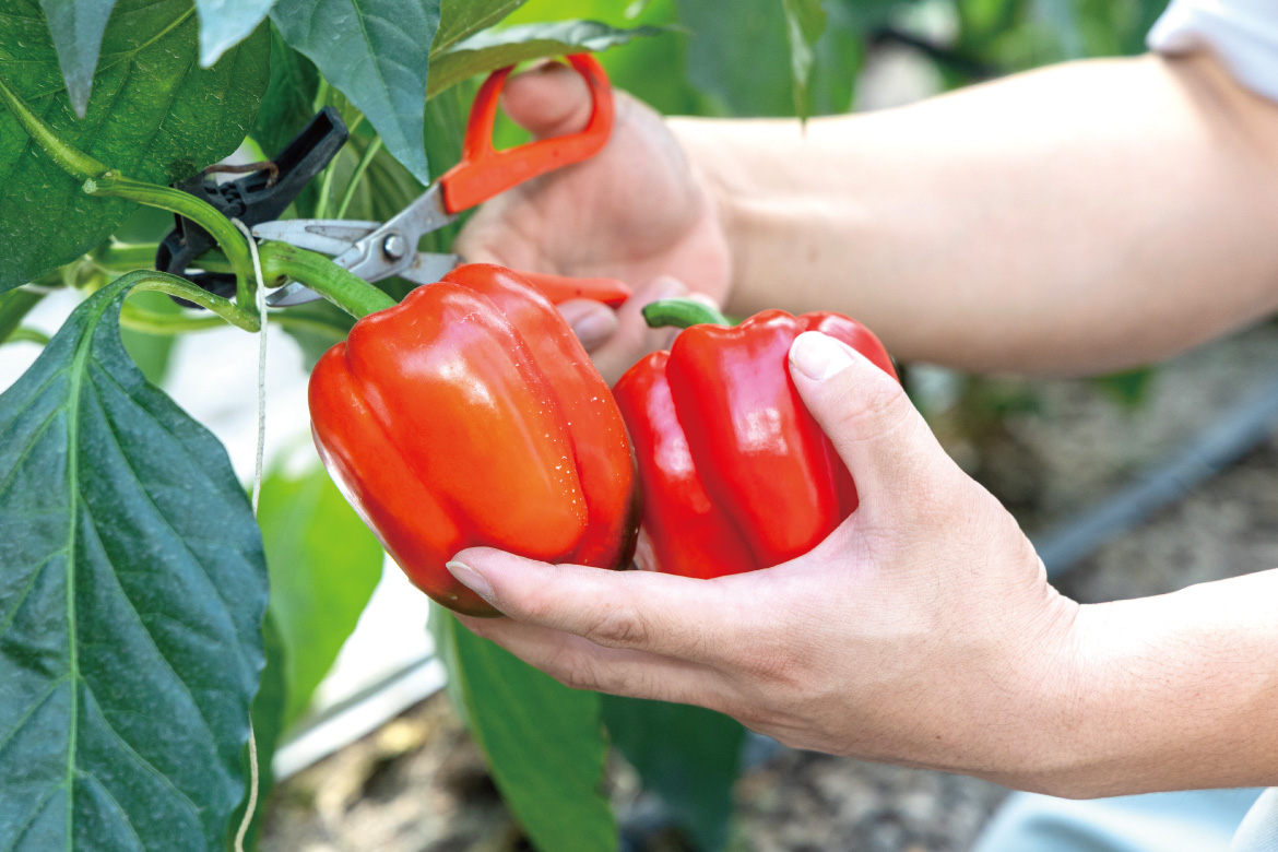 自社農園の様子02