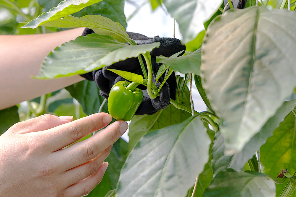 農園ギャラリー01