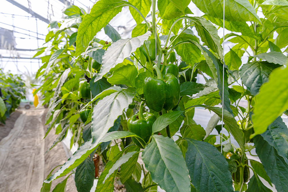 農園ギャラリー02