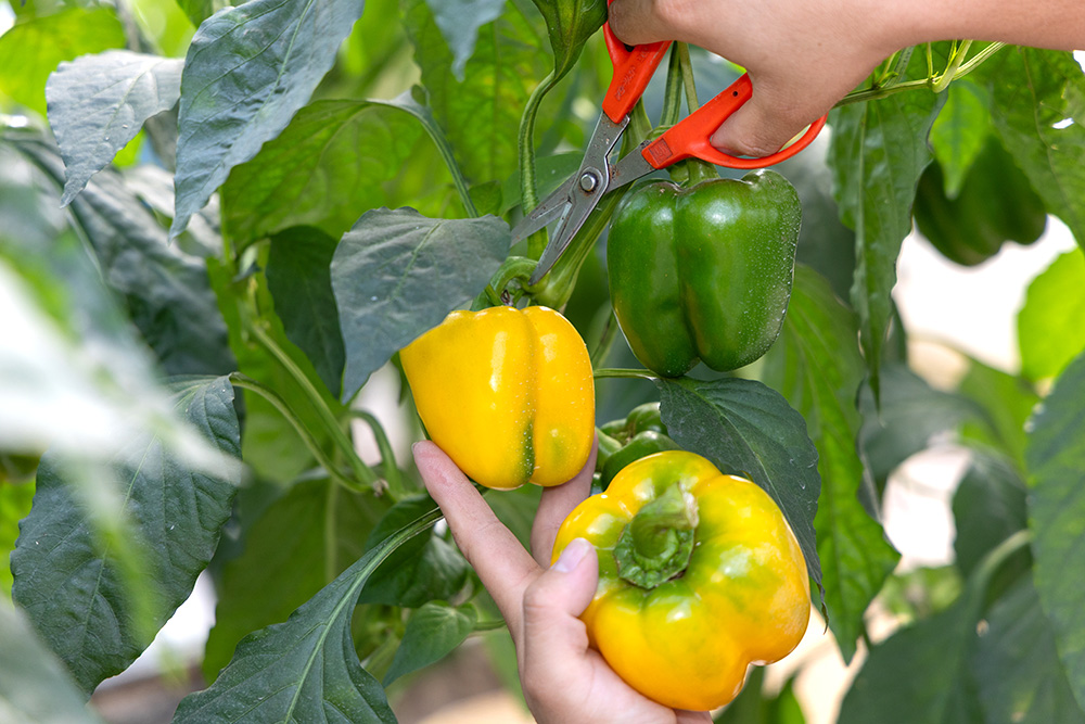 農園ギャラリー04