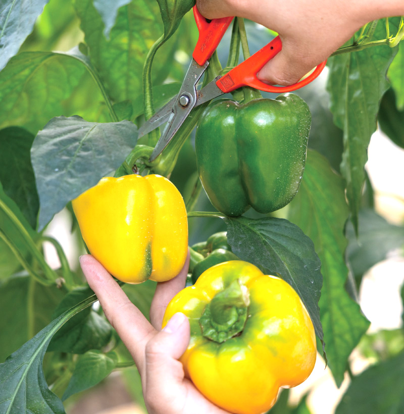 自社農園の様子