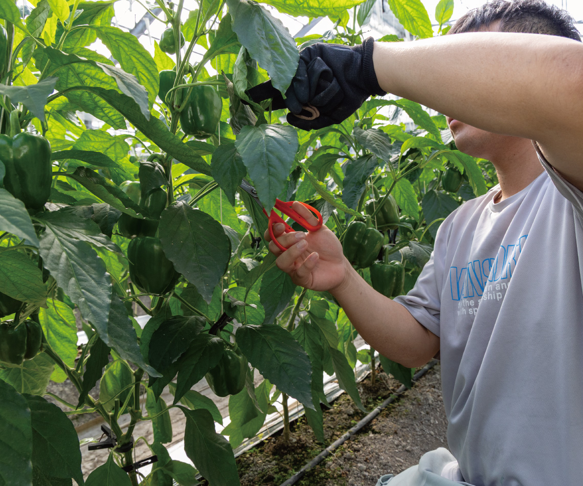 自社農園の様子